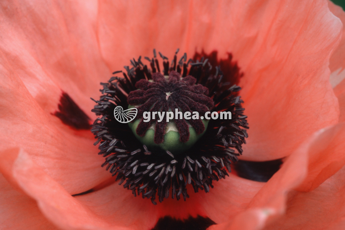 Pavot (Papaver somniferum) - Fleur épanouie (détail du pistil et des étamines) - gryphea.com